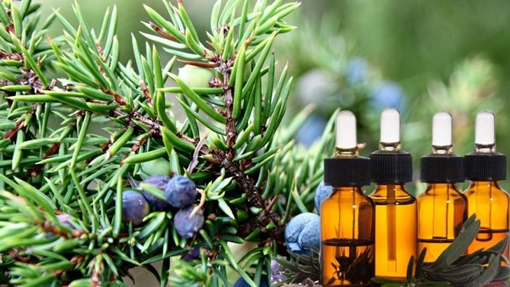 Juniper Essential Oil | Ardic yagi | 20ml - Image 3