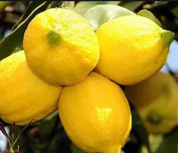 Lemon Oil | Limon kabugu yagi | 20ml - Image 5